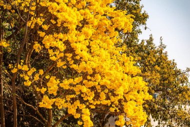 Brezilya 'nın sembol ağacı, sarı ip (Handroanthus albus), Eylül ayında çiçek açar.