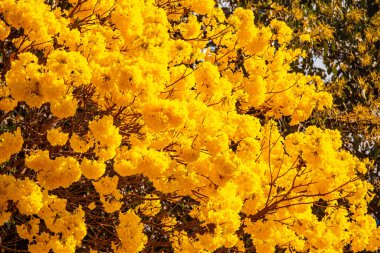 Brezilya 'nın sembol ağacı, sarı ip (Handroanthus albus), Eylül ayında çiçek açar.