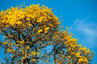 The symbol tree of Brazil, the yellow ip (Handroanthus albus), blooms in September clipart