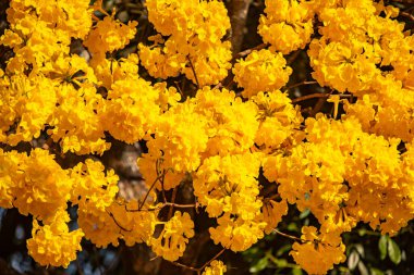 Brezilya 'nın sembol ağacı, sarı ip (Handroanthus albus), Eylül ayında çiçek açar.