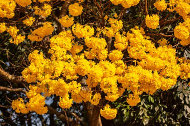 Brezilya 'nın sembol ağacı, sarı ip (Handroanthus albus), Eylül ayında çiçek açar.