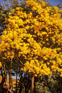 Brezilya 'nın sembol ağacı, sarı ip (Handroanthus albus), Eylül ayında çiçek açar.