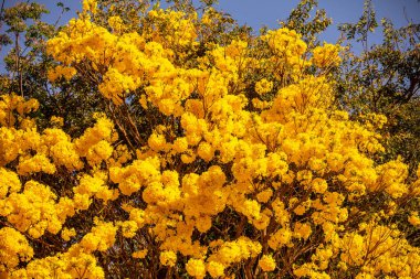 Brezilya 'nın sembol ağacı, sarı ip (Handroanthus albus), Eylül ayında çiçek açar.
