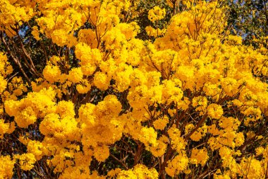 Brezilya 'nın sembol ağacı, sarı ip (Handroanthus albus), Eylül ayında çiçek açar.