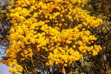 Brezilya 'nın sembol ağacı, sarı ip (Handroanthus albus), Eylül ayında çiçek açar.