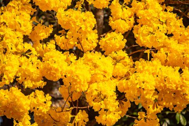 Brezilya 'nın sembol ağacı, sarı ip (Handroanthus albus), Eylül ayında çiçek açar.