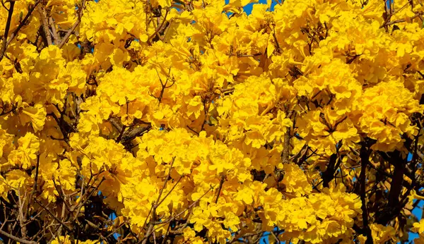 Brezilya 'nın sembol ağacı, sarı ip (Handroanthus albus), Eylül ayında çiçek açar.