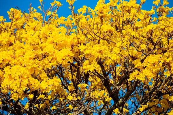 Brezilya 'nın sembol ağacı, sarı ip (Handroanthus albus), Eylül ayında çiçek açar.