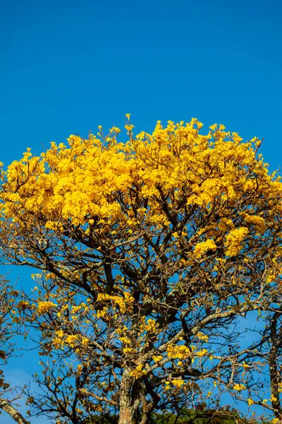 stock image The symbol tree of Brazil, the yellow ip (Handroanthus albus), blooms in September