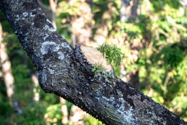 Ağaç dalı kesilmiş ve filizlenen yeni yeşil filizler