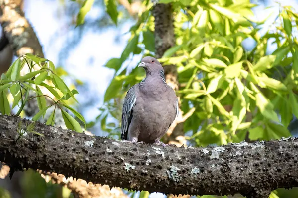 stock image Largest wild pigeon in South America