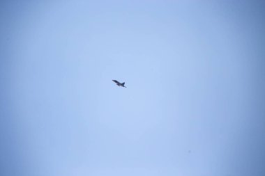 Brezilya Hava Kuvvetleri Gripen savaş uçağı