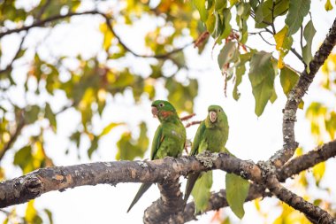 Maracana parakeet (Psittacara leucophthalmus) known as periquito, aragua, araguari or aracatinga. Wild green bird clipart