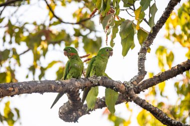Maracana papağanı (Psittacara leucophthalmus) periquito, aragua, araguari veya aracatinga olarak bilinir. Vahşi yeşil kuş
