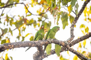 Maracana papağanı (Psittacara leucophthalmus) periquito, aragua, araguari veya aracatinga olarak bilinir. Vahşi yeşil kuş