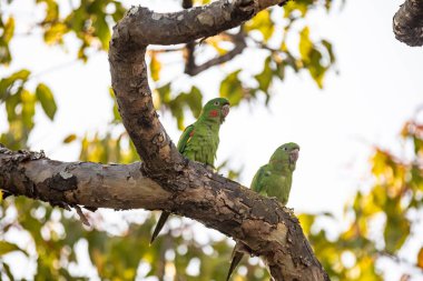 Maracana parakeet (Psittacara leucophthalmus) known as periquito, aragua, araguari or aracatinga. Wild green bird clipart