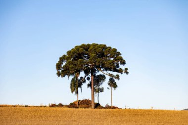 Tipik Paran çamı (araucaria angustifolia) Güney Brezilya 'nın soğuk bölgelerinde yetişir ve çam fıstığı üretir.