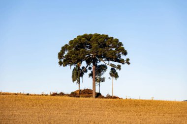 Tipik Paran çamı (araucaria angustifolia) Güney Brezilya 'nın soğuk bölgelerinde yetişir ve çam fıstığı üretir.