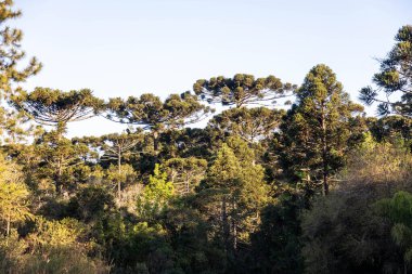 Tipik Paran çamı (araucaria angustifolia) Güney Brezilya 'nın soğuk bölgelerinde yetişir ve çam fıstığı üretir.