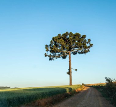 Tipik Paran çamı (araucaria angustifolia) Güney Brezilya 'nın soğuk bölgelerinde yetişir ve çam fıstığı üretir.