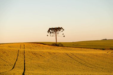 Tipik Paran çamı (araucaria angustifolia) Güney Brezilya 'nın soğuk bölgelerinde yetişir ve çam fıstığı üretir.
