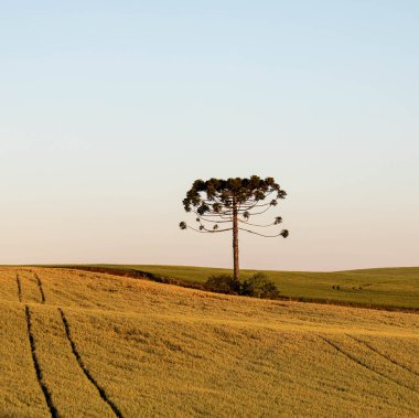 Tipik Paran çamı (araucaria angustifolia) Güney Brezilya 'nın soğuk bölgelerinde yetişir ve çam fıstığı üretir.