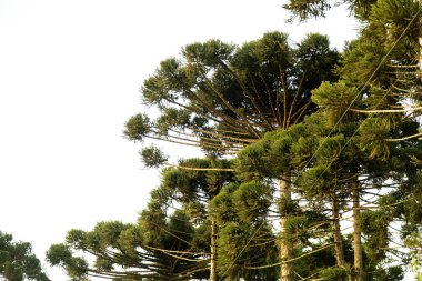 Tipik Paran çamı (araucaria angustifolia) Güney Brezilya 'nın soğuk bölgelerinde yetişir ve çam fıstığı üretir.