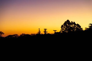 Tipik Paran çamı (araucaria angustifolia) Güney Brezilya 'nın soğuk bölgelerinde yetişir ve çam fıstığı üretir.