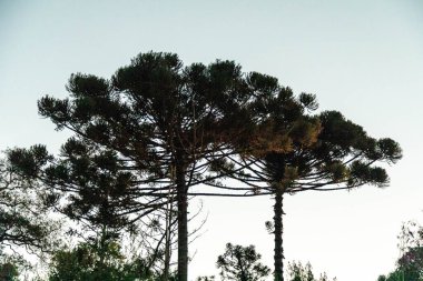 Tipik Paran çamı (araucaria angustifolia) Güney Brezilya 'nın soğuk bölgelerinde yetişir ve çam fıstığı üretir.