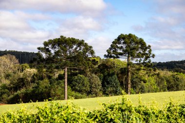 Tipik Paran çamı (araucaria angustifolia) Güney Brezilya 'nın soğuk bölgelerinde yetişir ve çam fıstığı üretir.