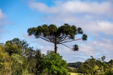 Tipik Paran çamı (araucaria angustifolia) Güney Brezilya 'nın soğuk bölgelerinde yetişir ve çam fıstığı üretir.
