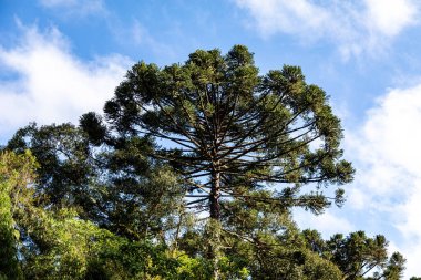 Tipik Paran çamı (araucaria angustifolia) Güney Brezilya 'nın soğuk bölgelerinde yetişir ve çam fıstığı üretir.