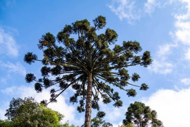 Tipik Paran çamı (araucaria angustifolia) Güney Brezilya 'nın soğuk bölgelerinde yetişir ve çam fıstığı üretir.