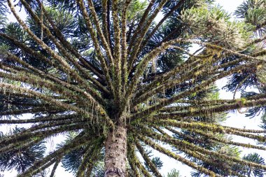 Tipik Paran çamı (araucaria angustifolia) Güney Brezilya 'nın soğuk bölgelerinde yetişir ve çam fıstığı üretir.