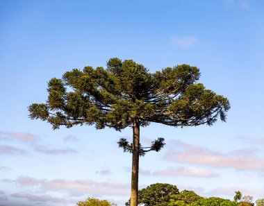 Tipik Paran çamı (araucaria angustifolia) Güney Brezilya 'nın soğuk bölgelerinde yetişir ve çam fıstığı üretir.