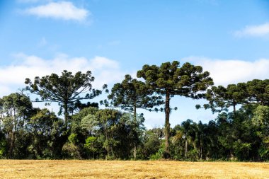 Tipik Paran çamı (araucaria angustifolia) Güney Brezilya 'nın soğuk bölgelerinde yetişir ve çam fıstığı üretir.