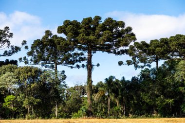 Tipik Paran çamı (araucaria angustifolia) Güney Brezilya 'nın soğuk bölgelerinde yetişir ve çam fıstığı üretir.