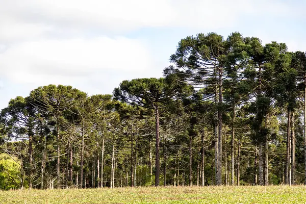 Tipik Paran çamı (araucaria angustifolia) Güney Brezilya 'nın soğuk bölgelerinde yetişir ve çam fıstığı üretir.