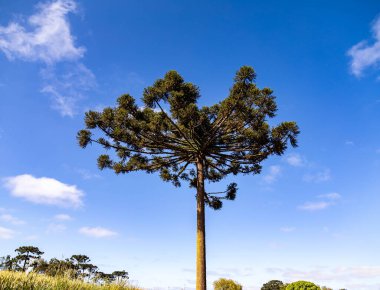 Tipik Paran çamı (araucaria angustifolia) Güney Brezilya 'nın soğuk bölgelerinde yetişir ve çam fıstığı üretir.