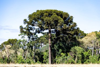 Tipik Paran çamı (araucaria angustifolia) Güney Brezilya 'nın soğuk bölgelerinde yetişir ve çam fıstığı üretir.