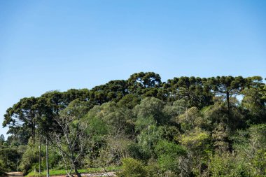 Tipik Paran çamı (araucaria angustifolia) Güney Brezilya 'nın soğuk bölgelerinde yetişir ve çam fıstığı üretir.