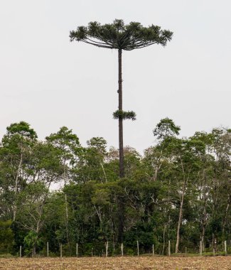 Tipik Paran çamı (araucaria angustifolia) Güney Brezilya 'nın soğuk bölgelerinde yetişir ve çam fıstığı üretir.