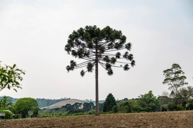 Tipik Paran çamı (araucaria angustifolia) Güney Brezilya 'nın soğuk bölgelerinde yetişir ve çam fıstığı üretir.