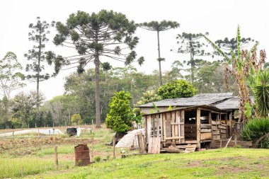 Tipik Paran çamı (araucaria angustifolia) Güney Brezilya 'nın soğuk bölgelerinde yetişir ve çam fıstığı üretir.
