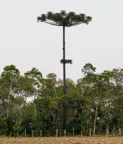 Tipik Paran çamı (araucaria angustifolia) Güney Brezilya 'nın soğuk bölgelerinde yetişir ve çam fıstığı üretir.