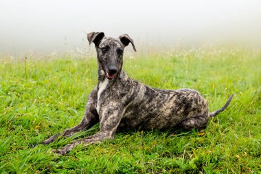 Whippet greyhound dog. Whippet greyhound clipart