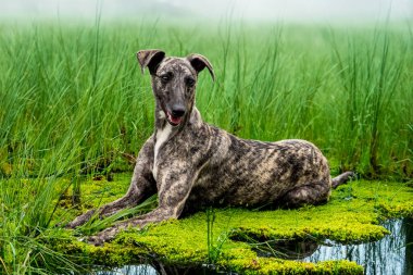 Whippet greyhound dog. Whippet greyhound clipart