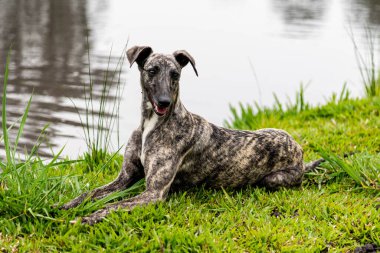 Kamçılı tazı köpeği. Kırbaç Tazı