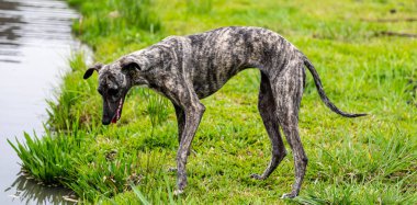 Whippet greyhound dog. Whippet greyhound clipart