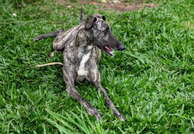 Kamçılı tazı köpeği. Kırbaç Tazı